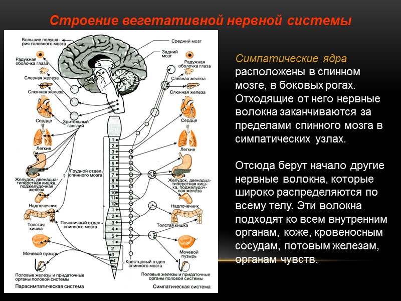 Строение вегетативной нервной системы  Симпатические ядра расположены в спинном мозге, в боковых рогах.
